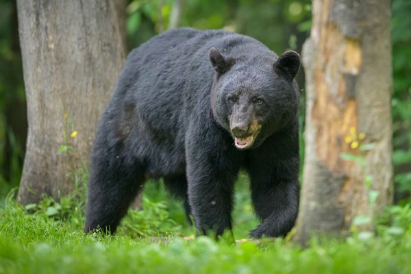 Man Survives Attack by Black Bear in California Foothills While on a Run