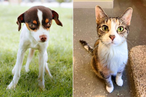 Clear the Shelters Has Found Homes for Over 1M Pets, But Thousands More Are Ready to Be Adopted