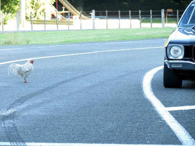 Image: Descubre el Loco Paseo de la Gallina: Jugabilidad y Excitación en Línea